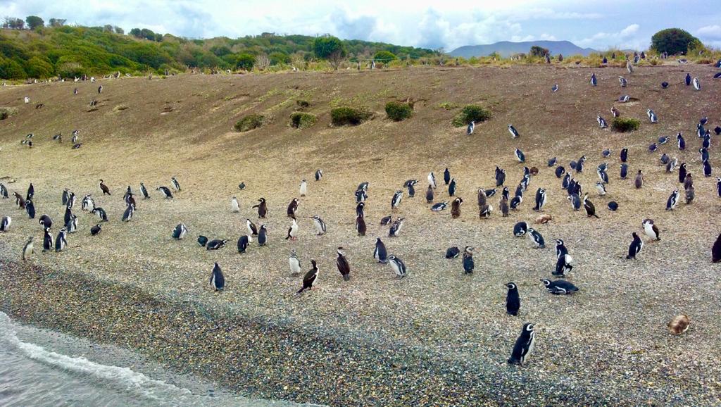 Isla Martillo o de los Pingüinos